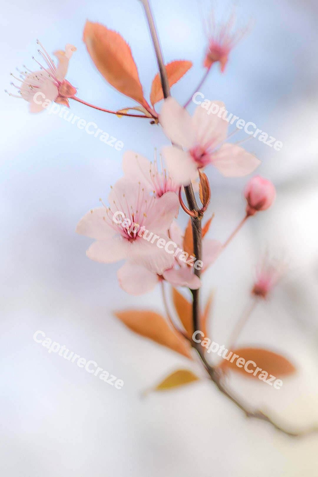 Cherry blossom flowers